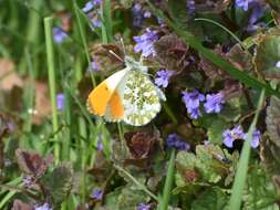 Image of orange tip