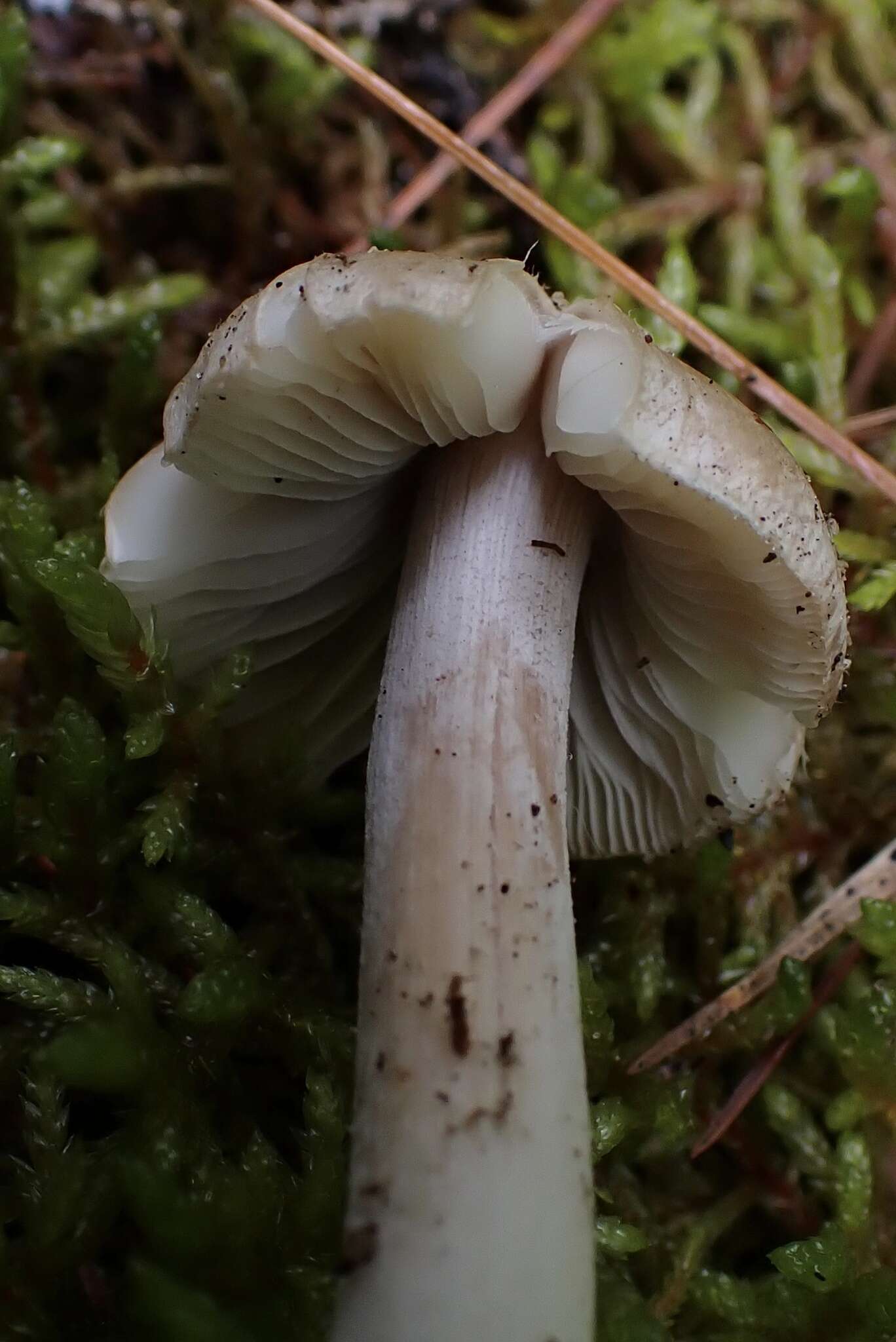 Plancia ëd Inocybe acriolens Grund & D. E. Stuntz 1975