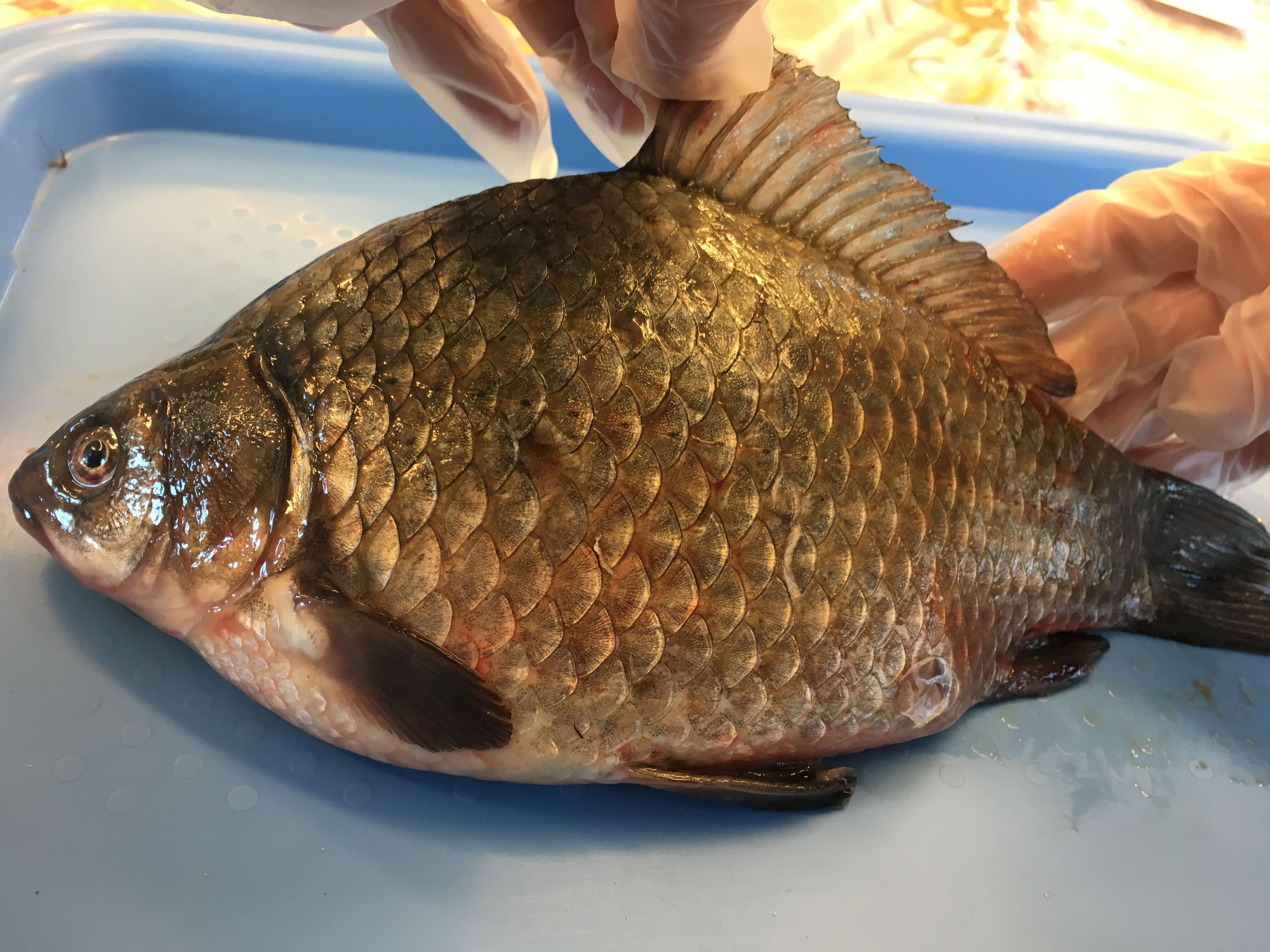 Image of Gibel carp