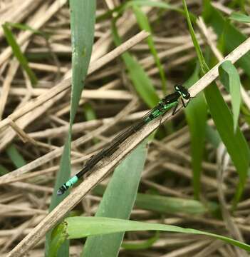 Image of Norfolk Damselfly