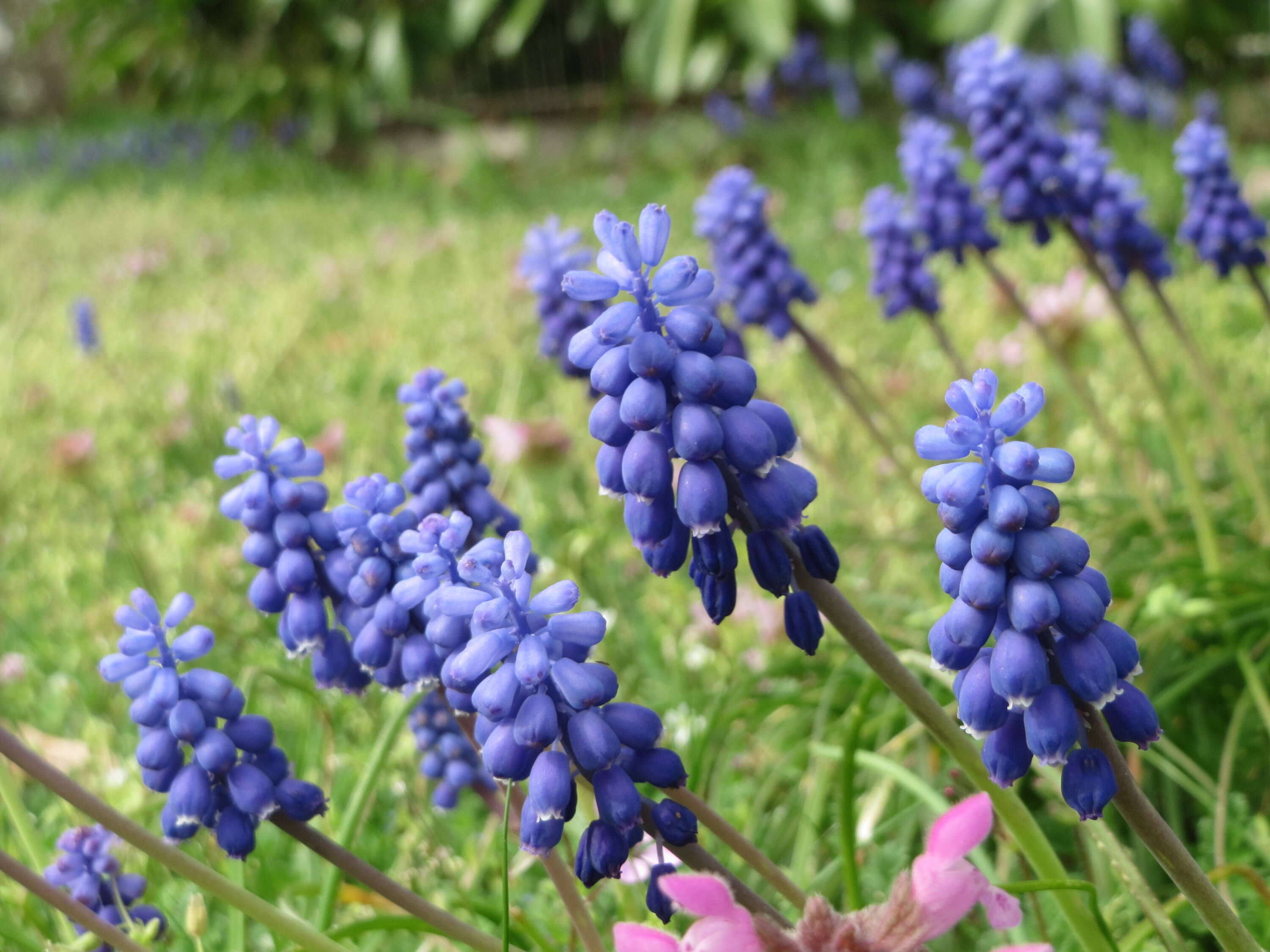 Imagem de Muscari armeniacum H. J. Veitch