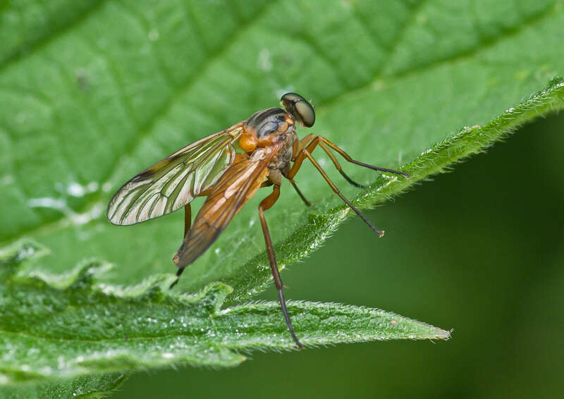 Image of Rhagio immaculatus (Meigen 1804)