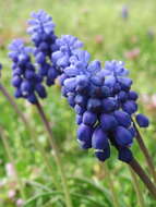 Imagem de Muscari armeniacum H. J. Veitch