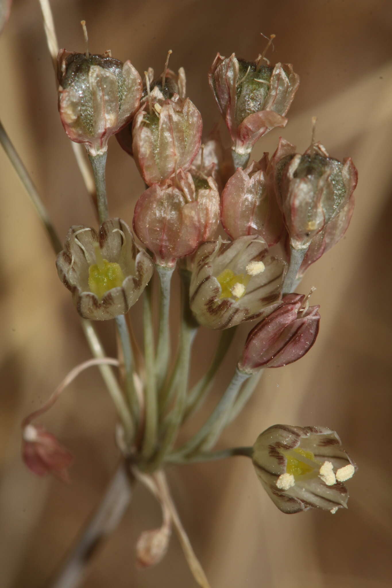 Image of Allium tardans Greuter & Zahar.