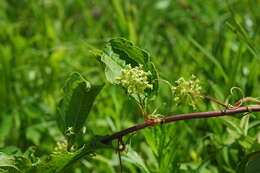 Image of Smilax sieboldii Miq.