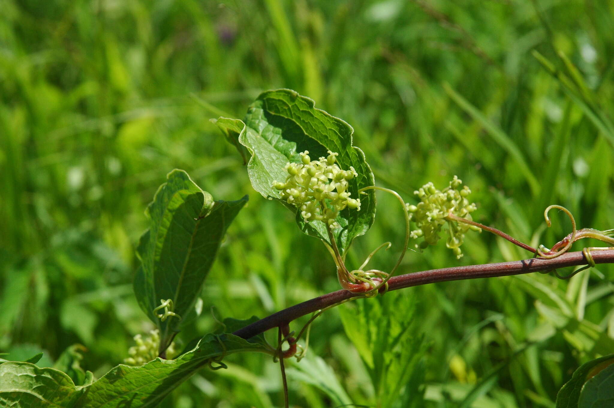 Image de Smilax sieboldii Miq.