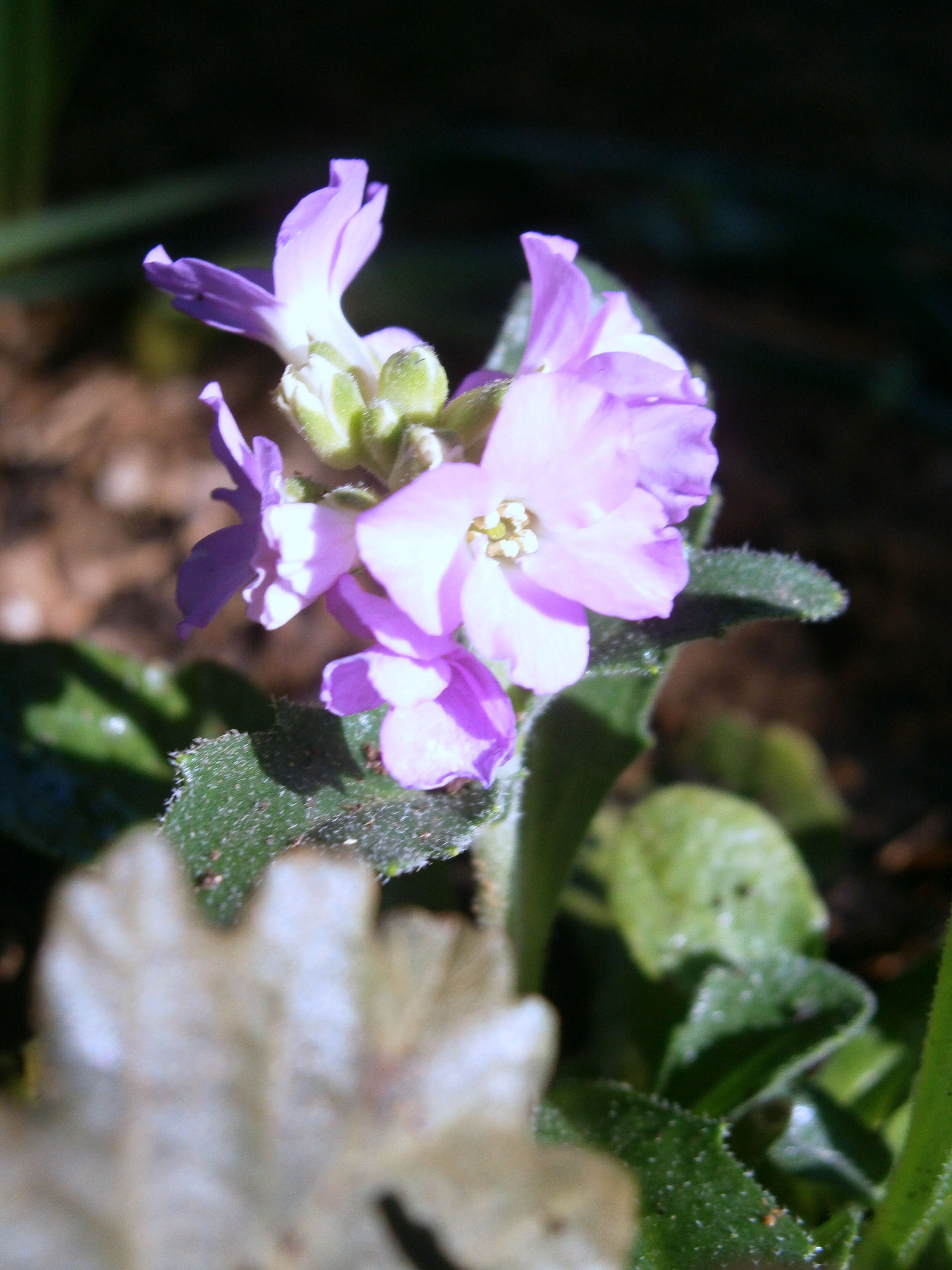 Imagem de Arabis blepharophylla Hook. & Arn.