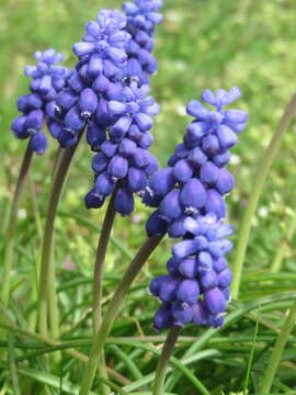 Imagem de Muscari armeniacum H. J. Veitch