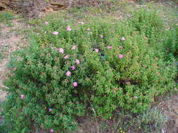 Image of Cistus creticus L.