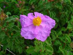 Image of Cistus creticus L.