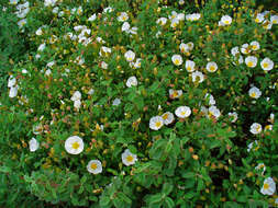 Imagem de Cistus salviifolius L.