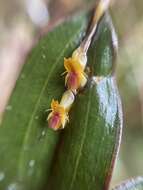 Imagem de Lepanthes mucronata Lindl.