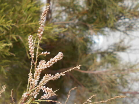 Image of Tamarix senegalensis DC.