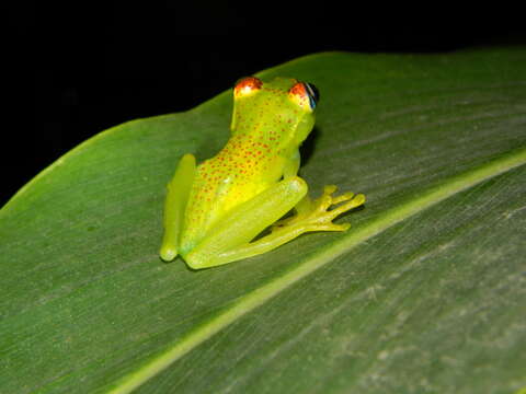 Image of Boophis tasymena Vences & Glaw 2002