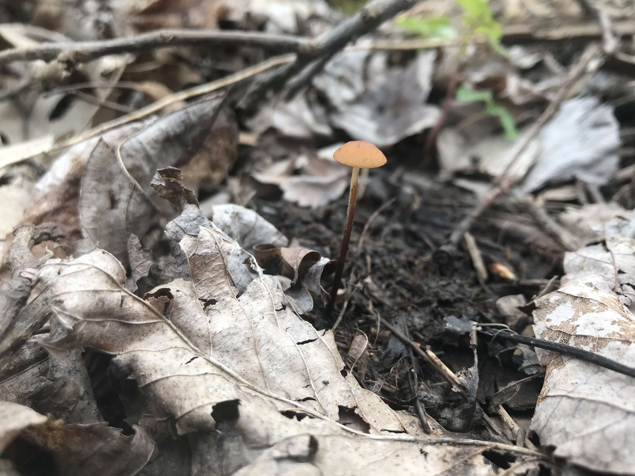 Image de Rhizomarasmius pyrrhocephalus (Berk.) R. H. Petersen 2000