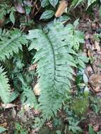 Image de Hymenasplenium excisum (C. Presl) S. Linds.