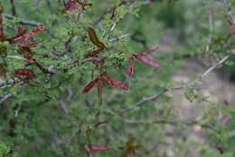 Image of fragrant mimosa