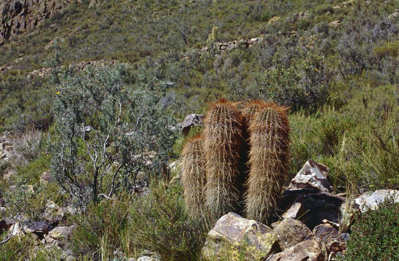 Imagem de Echinopsis tarijensis subsp. bertramiana (Backeb.) M. Lowry