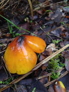 Image of Hygrocybe singeri (A. H. Sm. & Hesler) Singer 1958