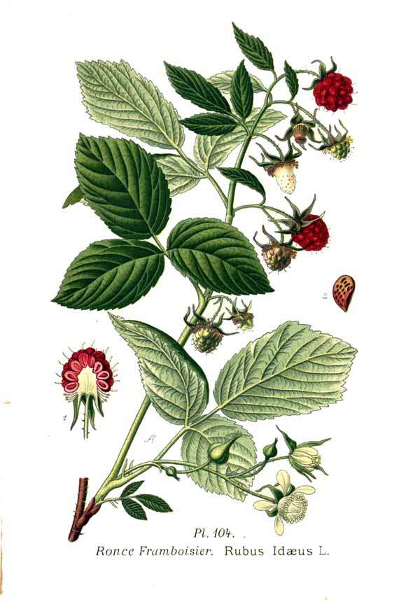 Image of Raspberry