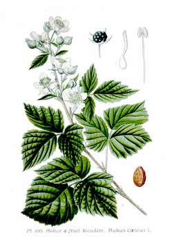 Imagem de Rubus caesius L.