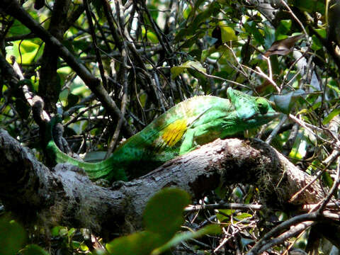 Image of Parson’s chameleon