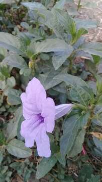 Image de Ruellia simplex Wright