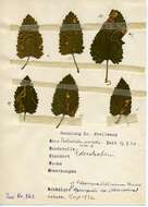 Слика од Teucrium scorodonia L.