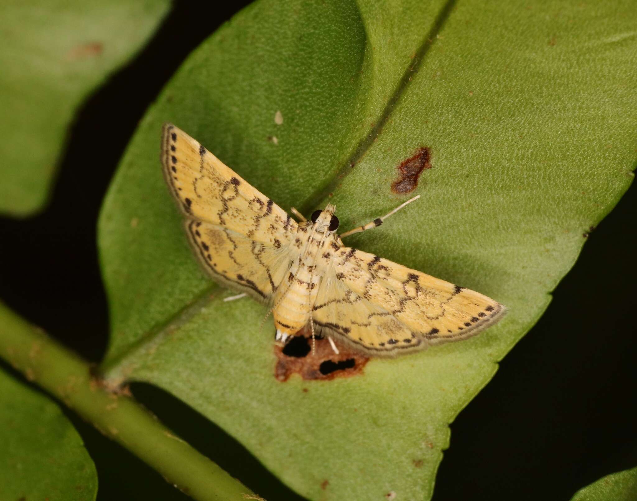 Image of Lamprosema tampiusalis Walker 1859