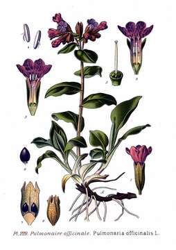 Plancia ëd Pulmonaria officinalis L.