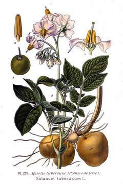 Plancia ëd Solanum tuberosum L.