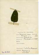Слика од Teucrium scorodonia L.