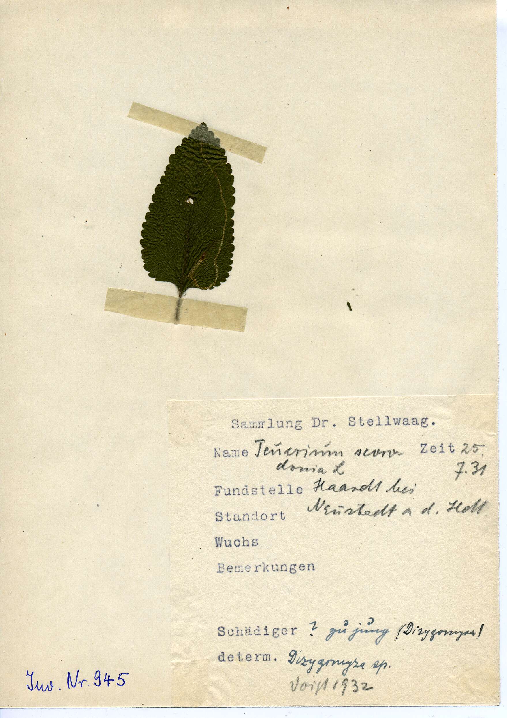 Слика од Teucrium scorodonia L.
