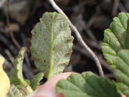 Image of Hermannia althaeoides Hort. ex Link