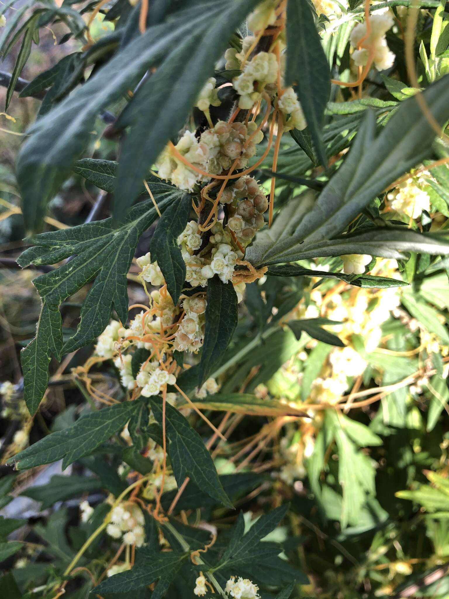 Cuscuta pentagona Engelm. resmi