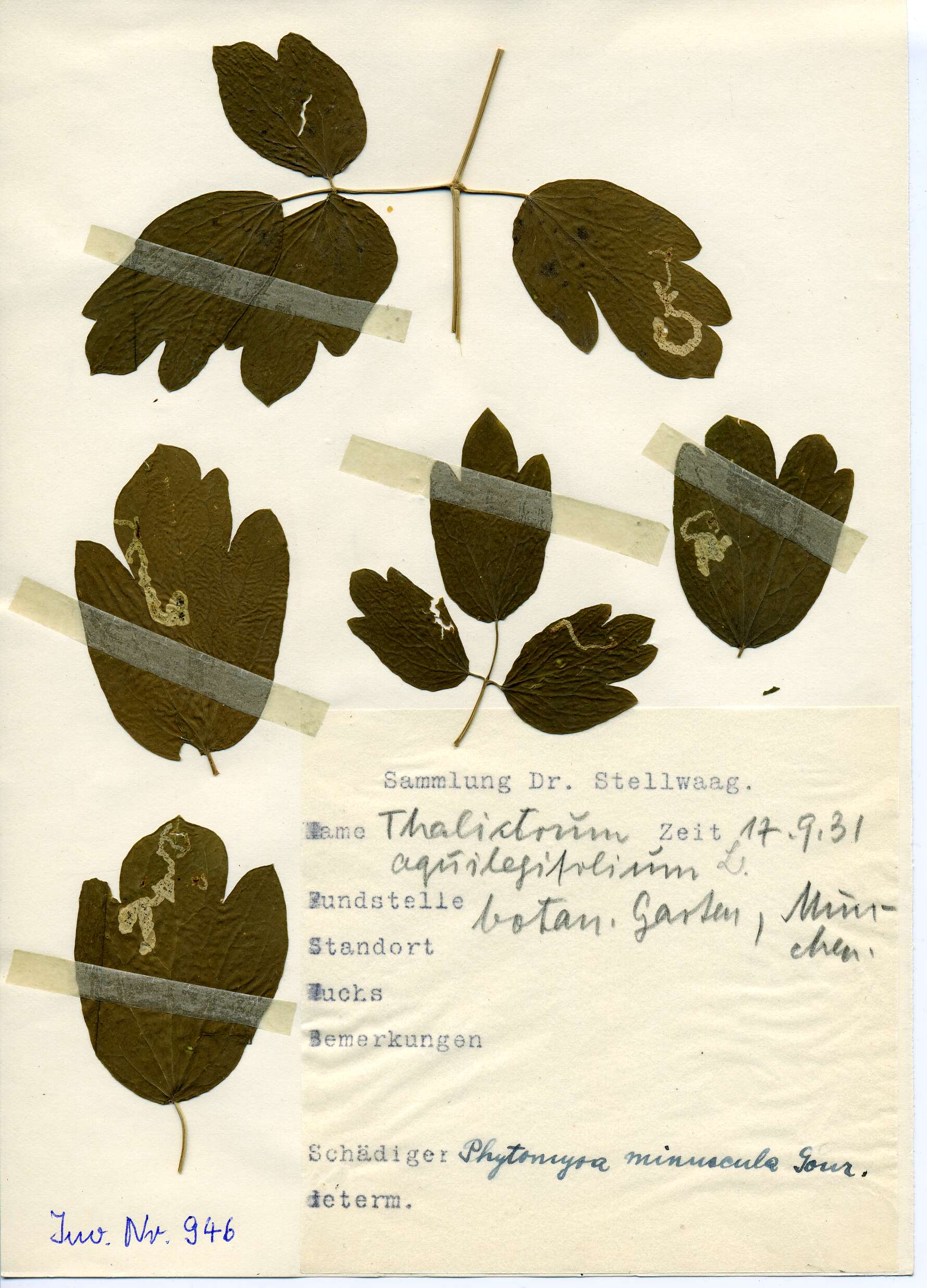 Image of Phytomyza minuscula Goureau 1851