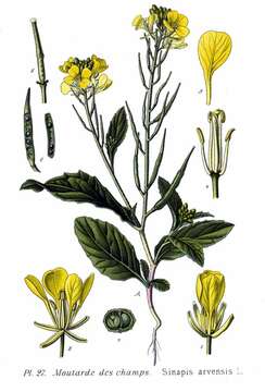 Image of charlock mustard