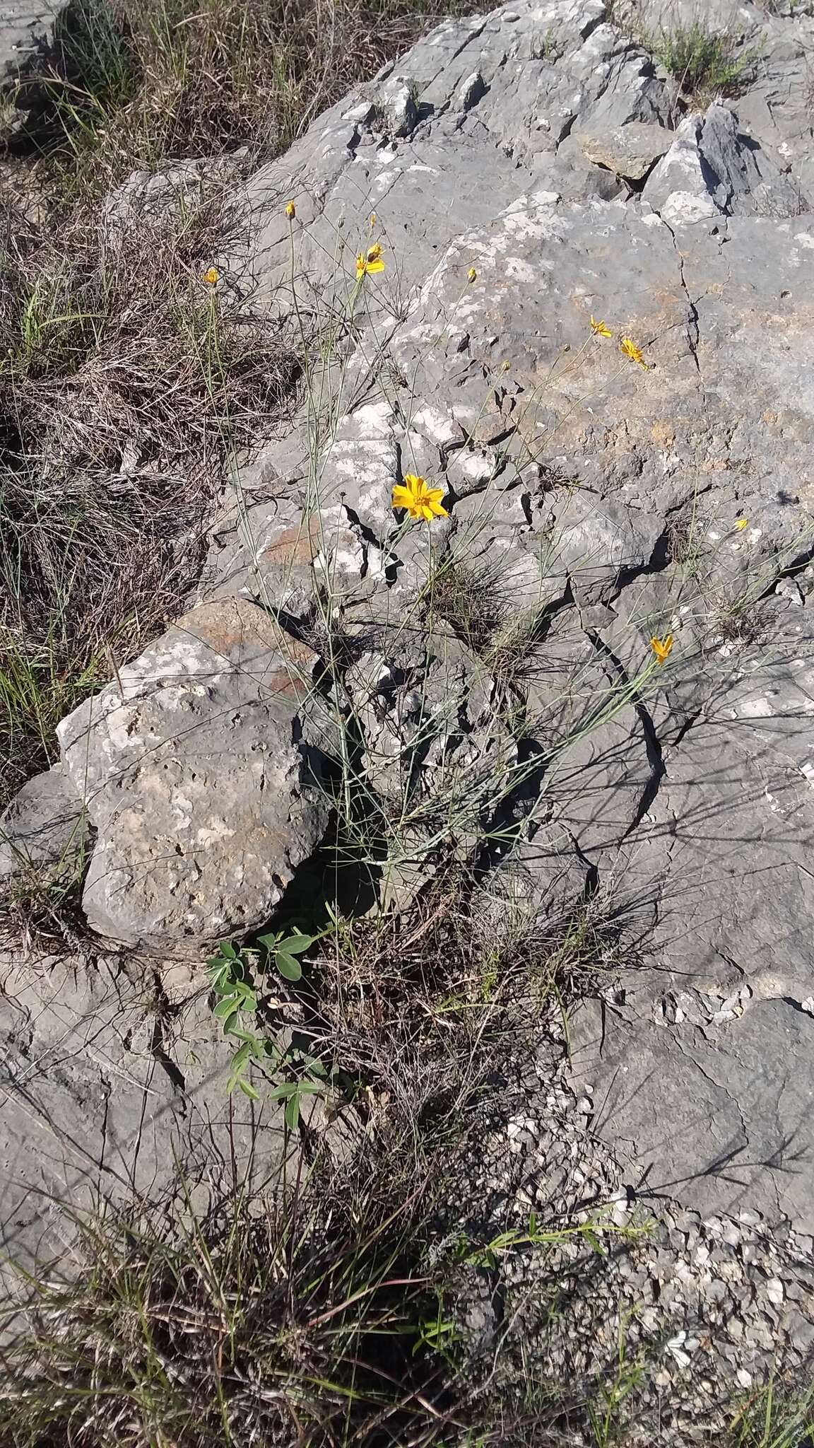 Image de Thelesperma simplicifolium (A. Gray) A. Gray