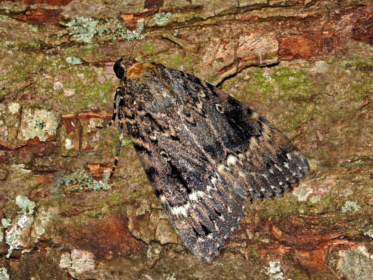 Image of copper underwing