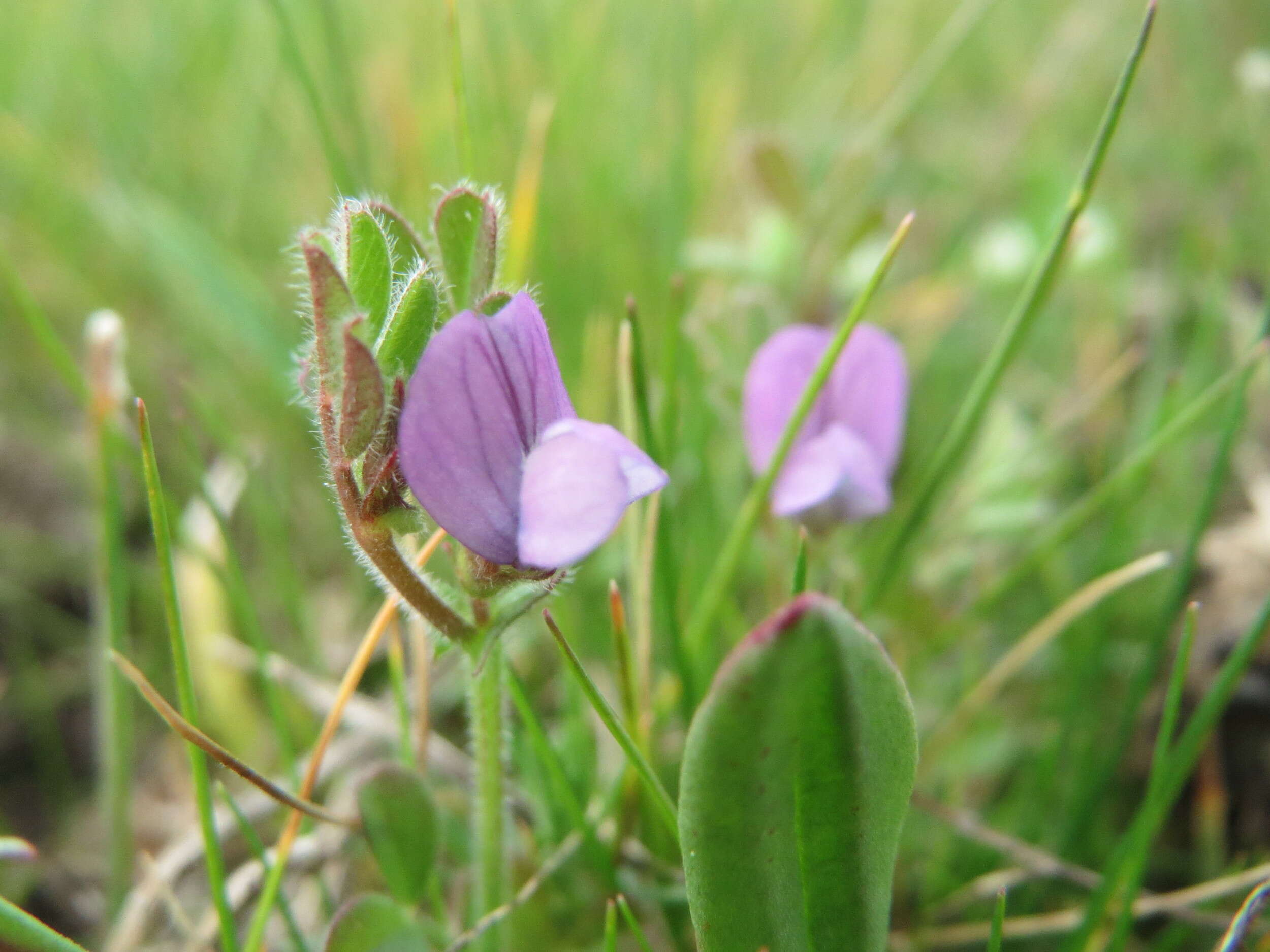 Imagem de Vicia lathyroides L.