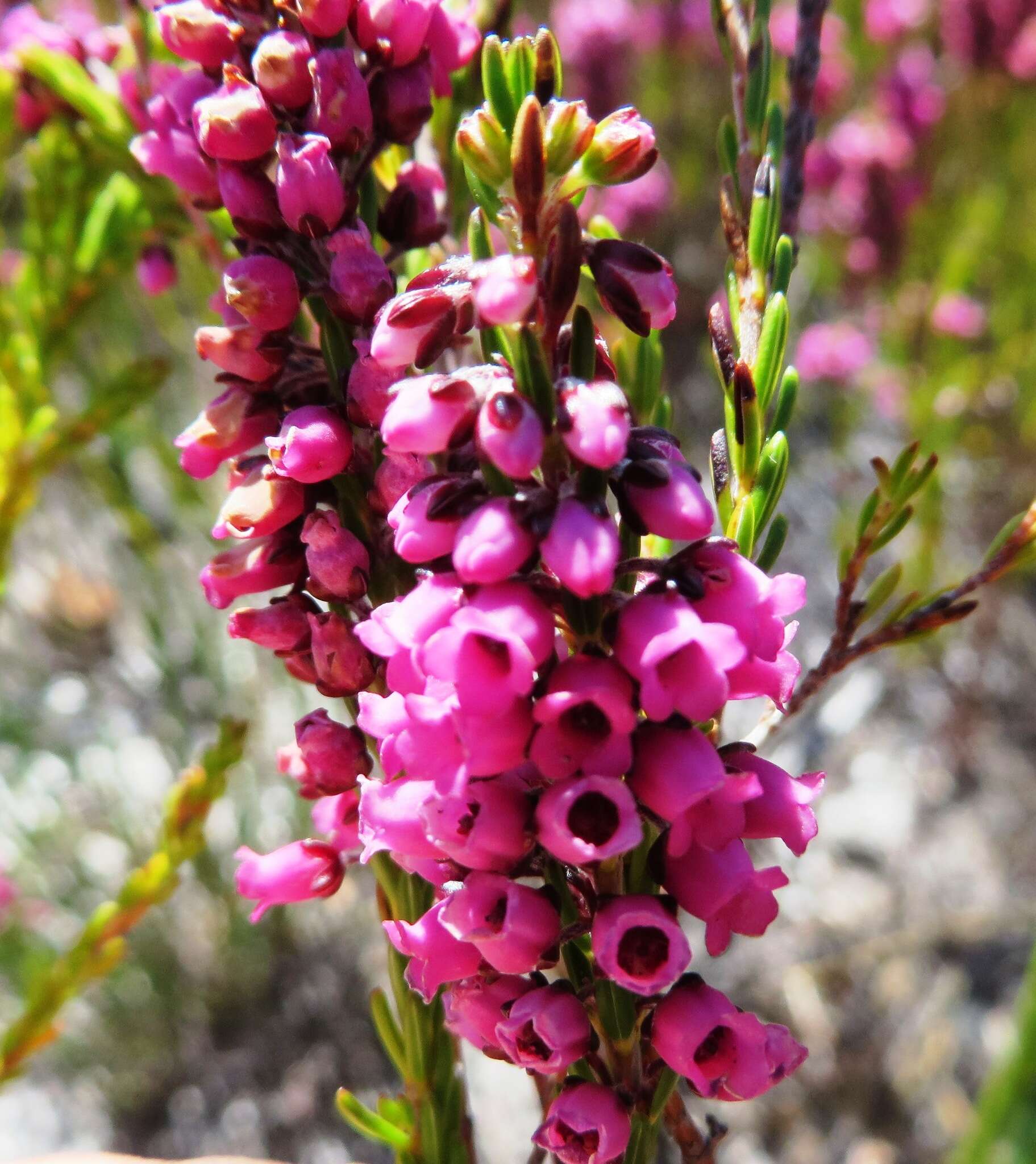 Image de Erica pulchella var. pulchella