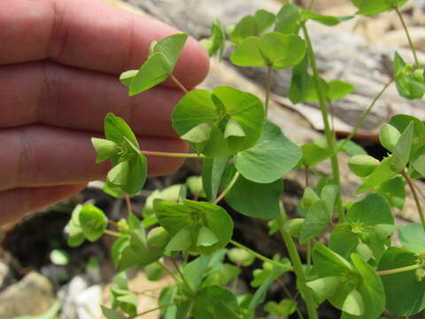 Image of tinted woodland spurge