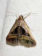 صورة Acantholipes circumdata Walker 1858