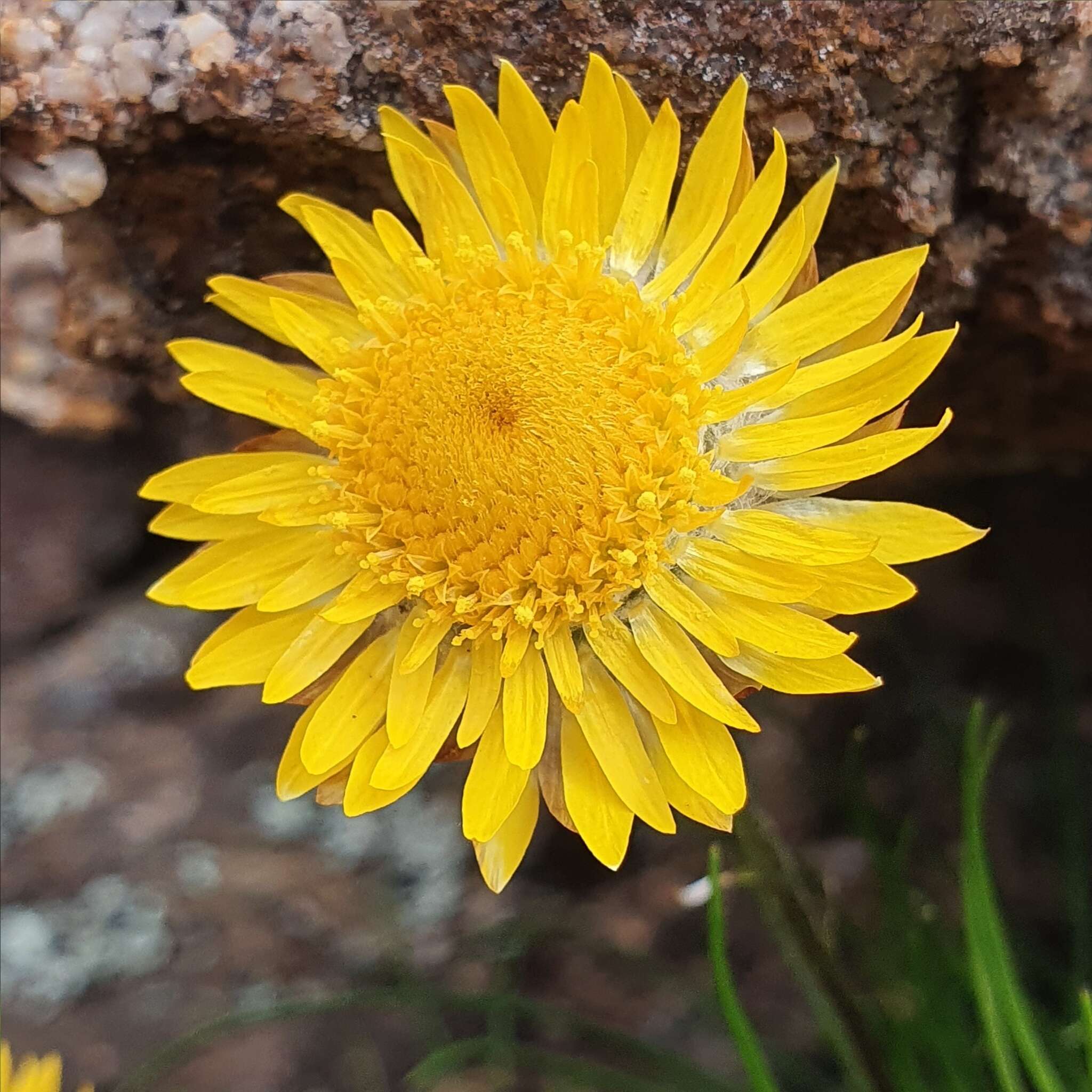 Слика од Leucochrysum graminifolium (P. G. Wilson) P. G. Wilson