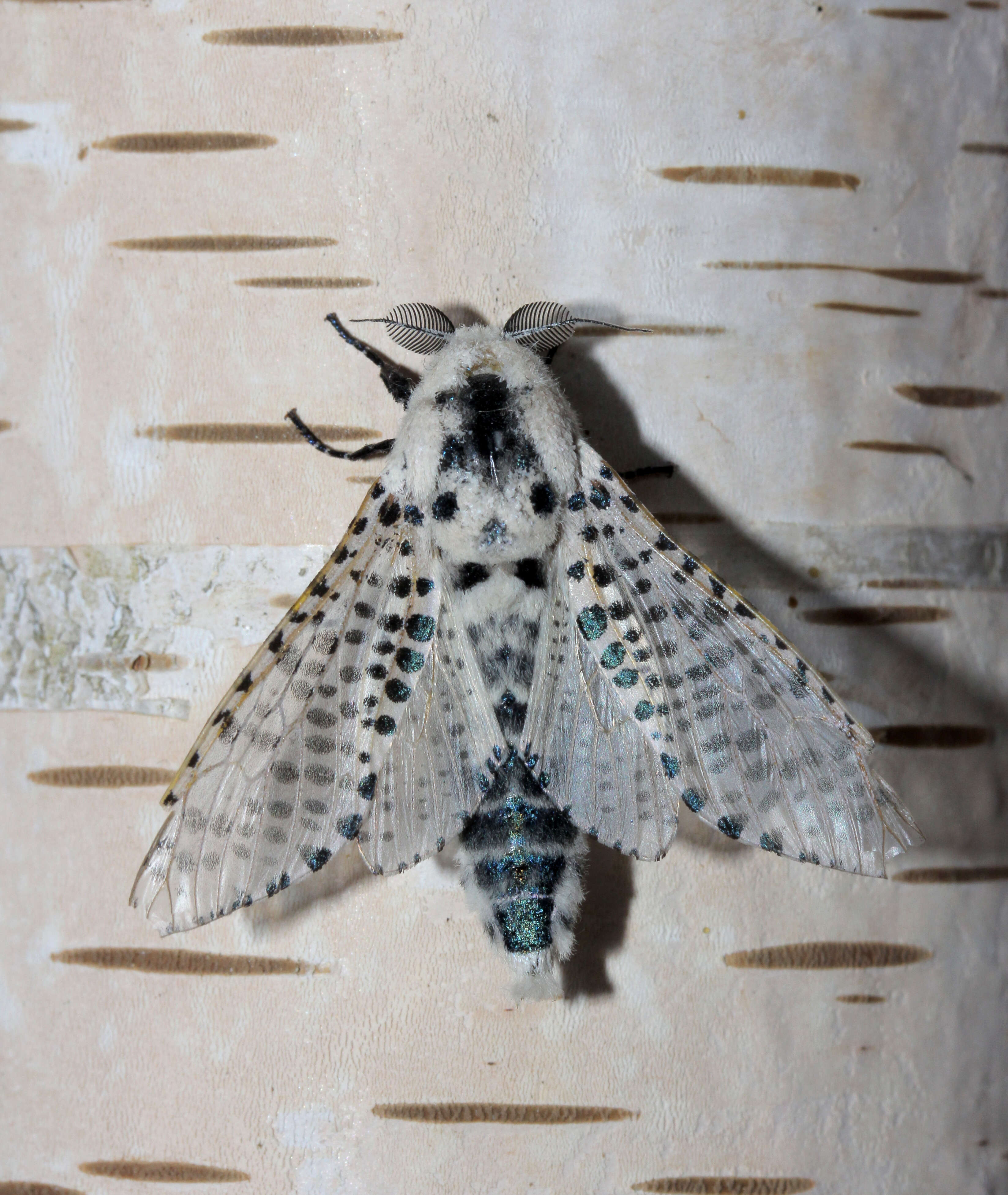 Image of leopard moth