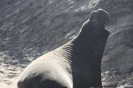 Image of Northern Elephant Seal