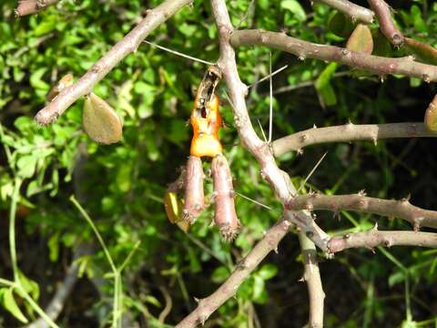 Image of Pereskiopsis porteri (Brandegee ex F. A. C. Weber) Britton & Rose