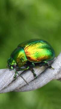 Image of Chrysolina graminis