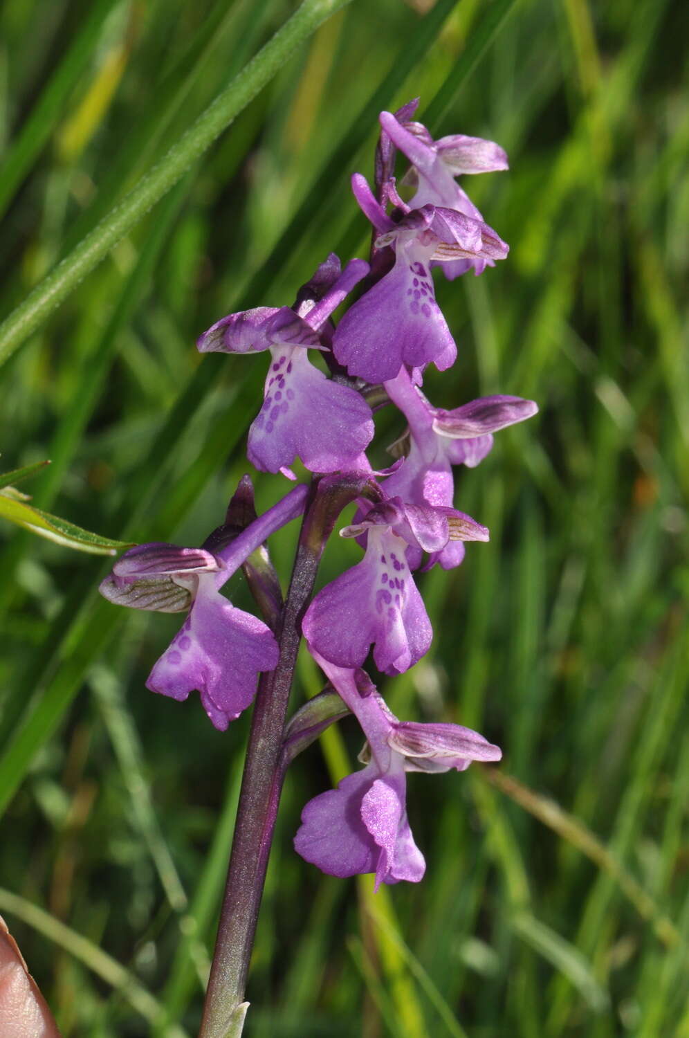 Image of Anacamptis alata (Fleury) H. Kretzschmar, Eccarius & H. Dietr.