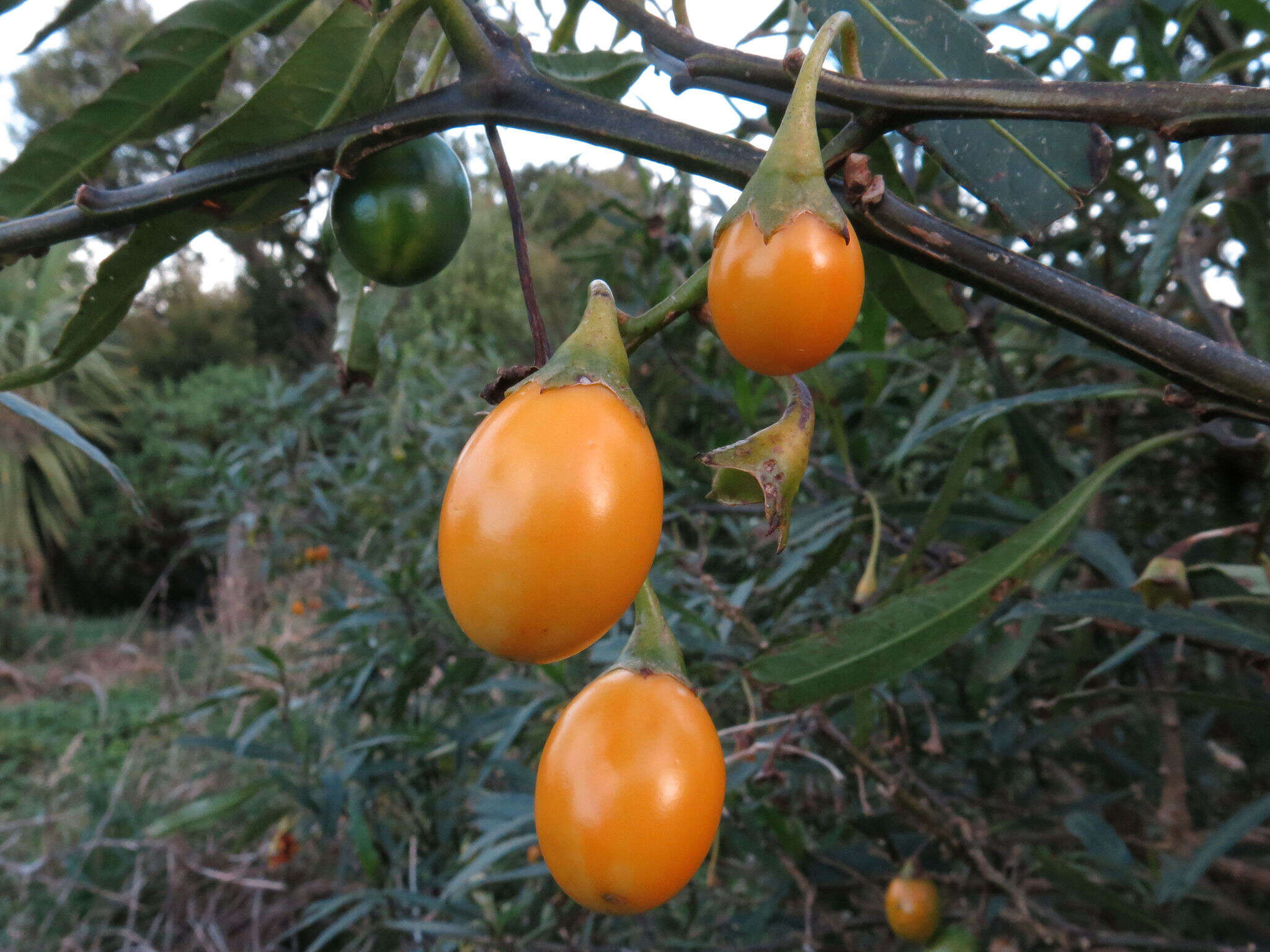 Image of Large Kangaroo Apple